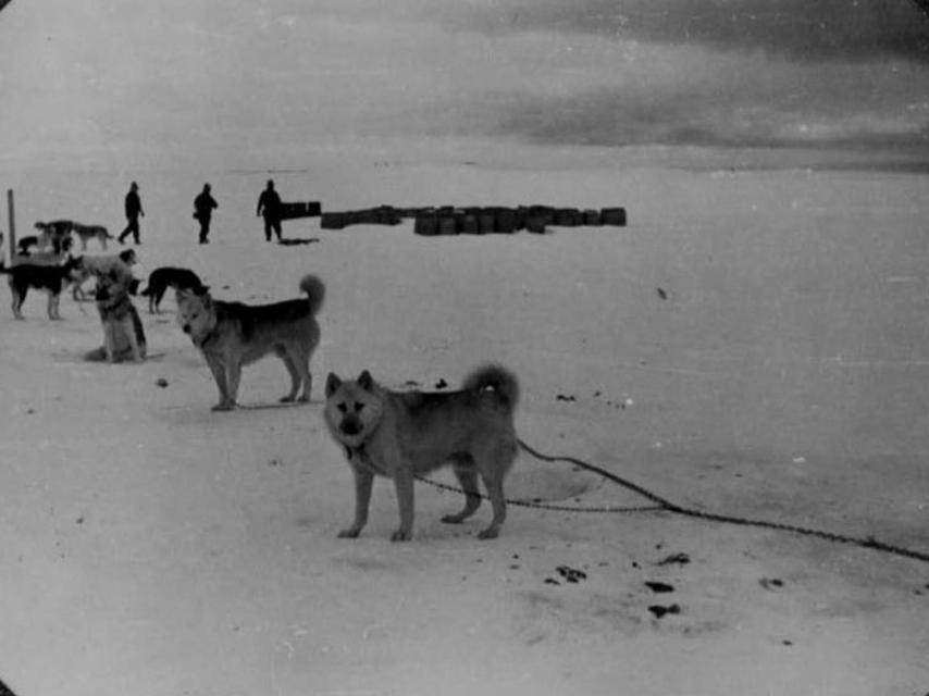 Los huskies de Pujato.