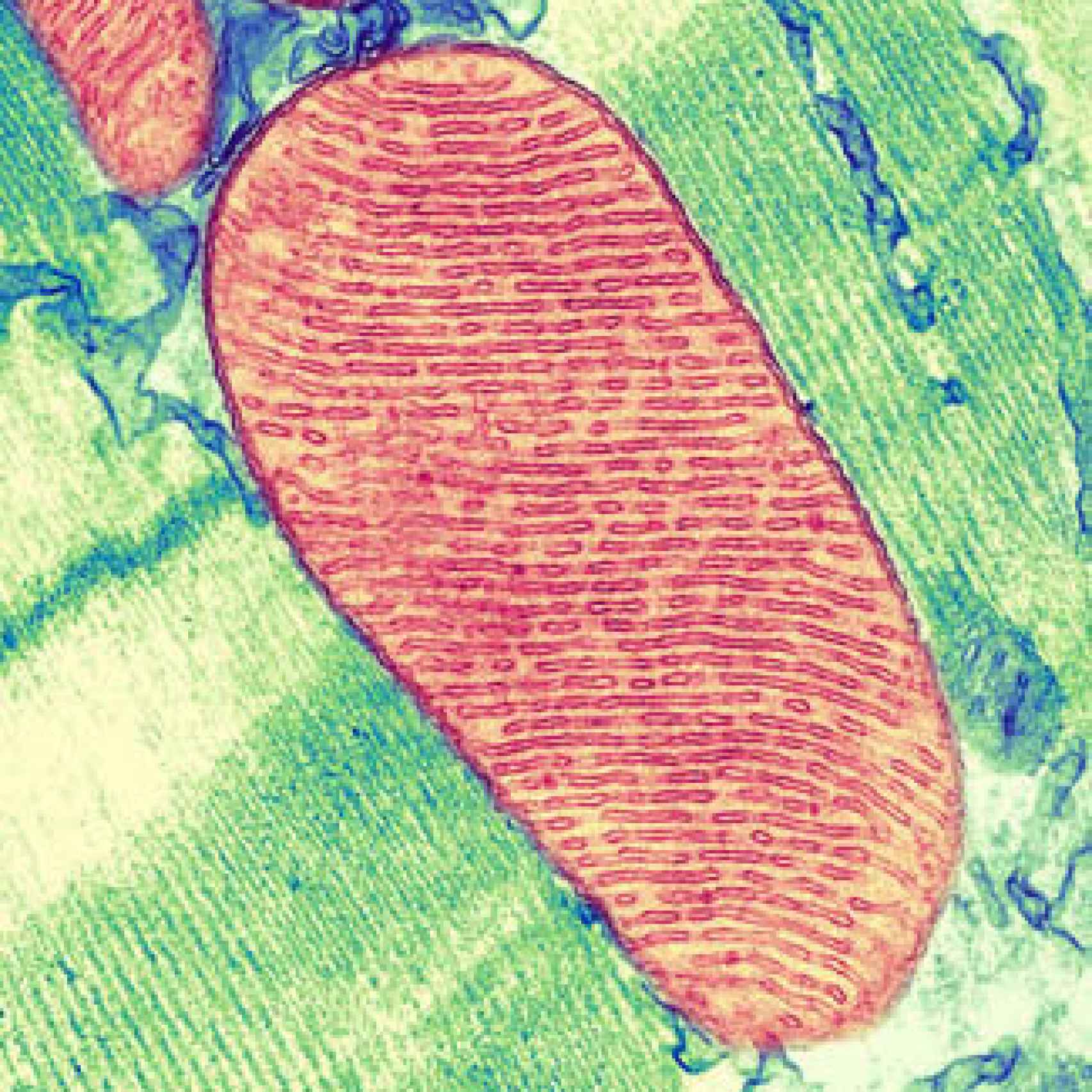 Imagen de una mitocondria.