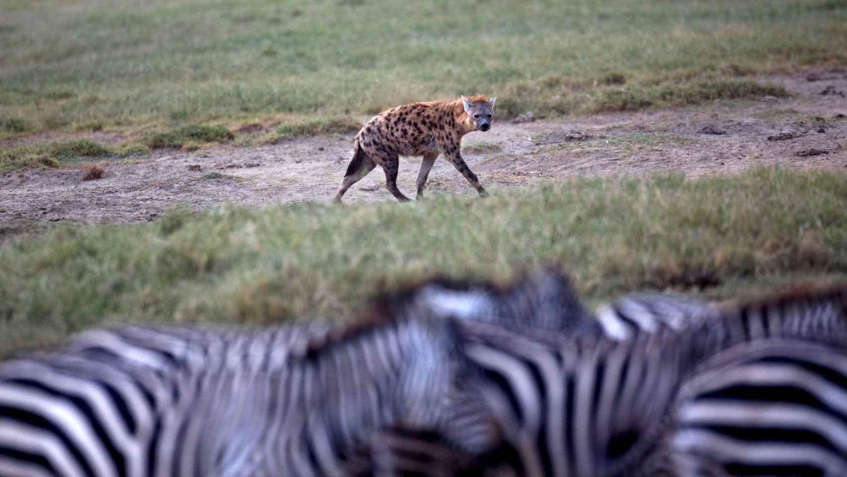 Una hiena mira a un rebaño de cebras en el P.N. Lago Nakuru, Kenia.