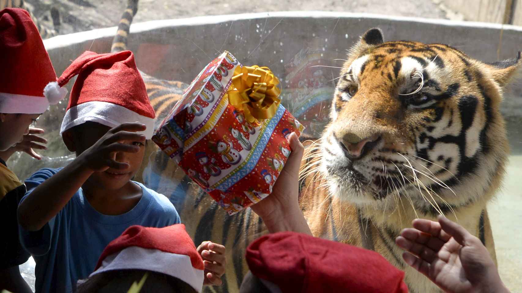 Un huérfano recibe un regalo frente al tigre del Zoo de Manila.