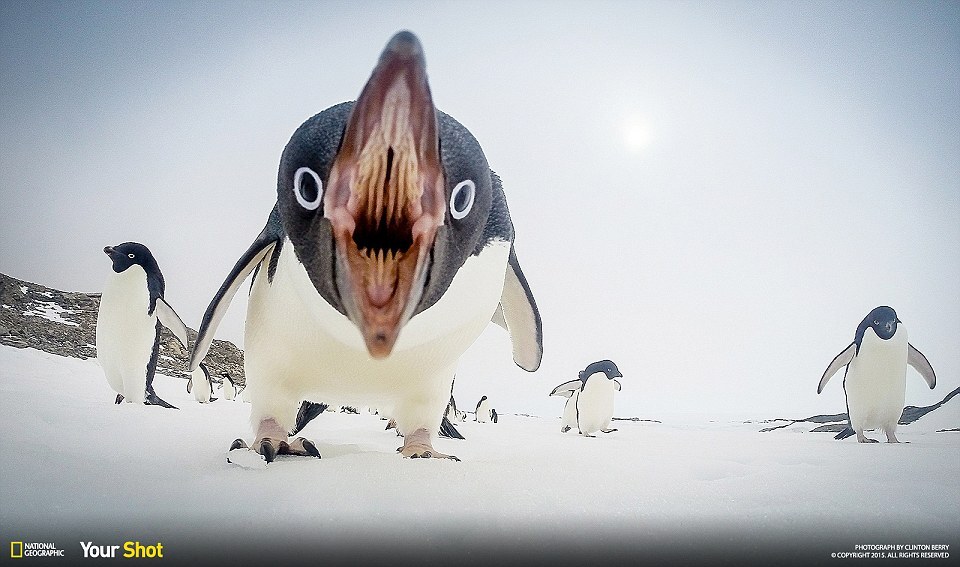 pinguino national