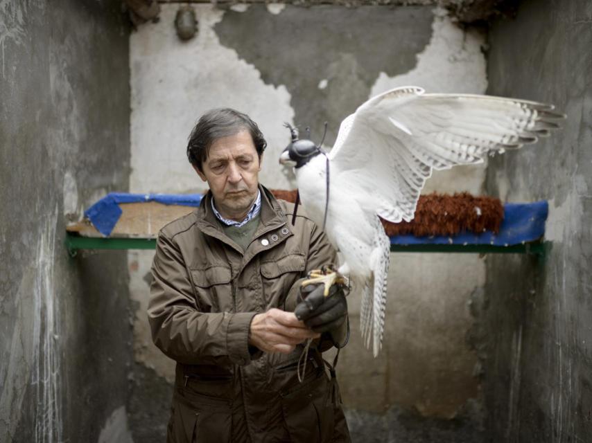 Un espectacular halcón gerifalte blanco.