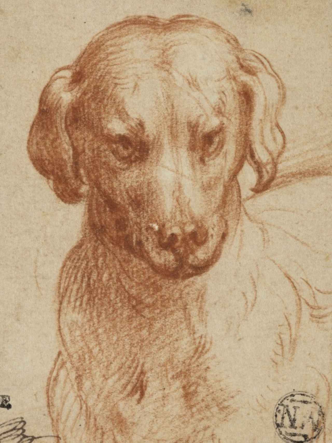Un perro entre los dibujos expuestos.