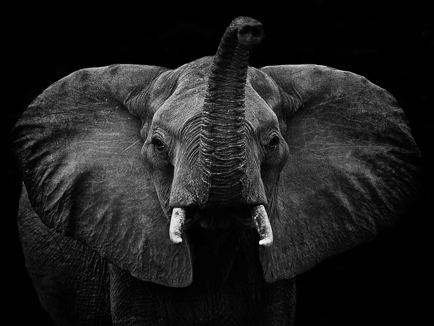 El elefante puede transmitir la tuberculosis.