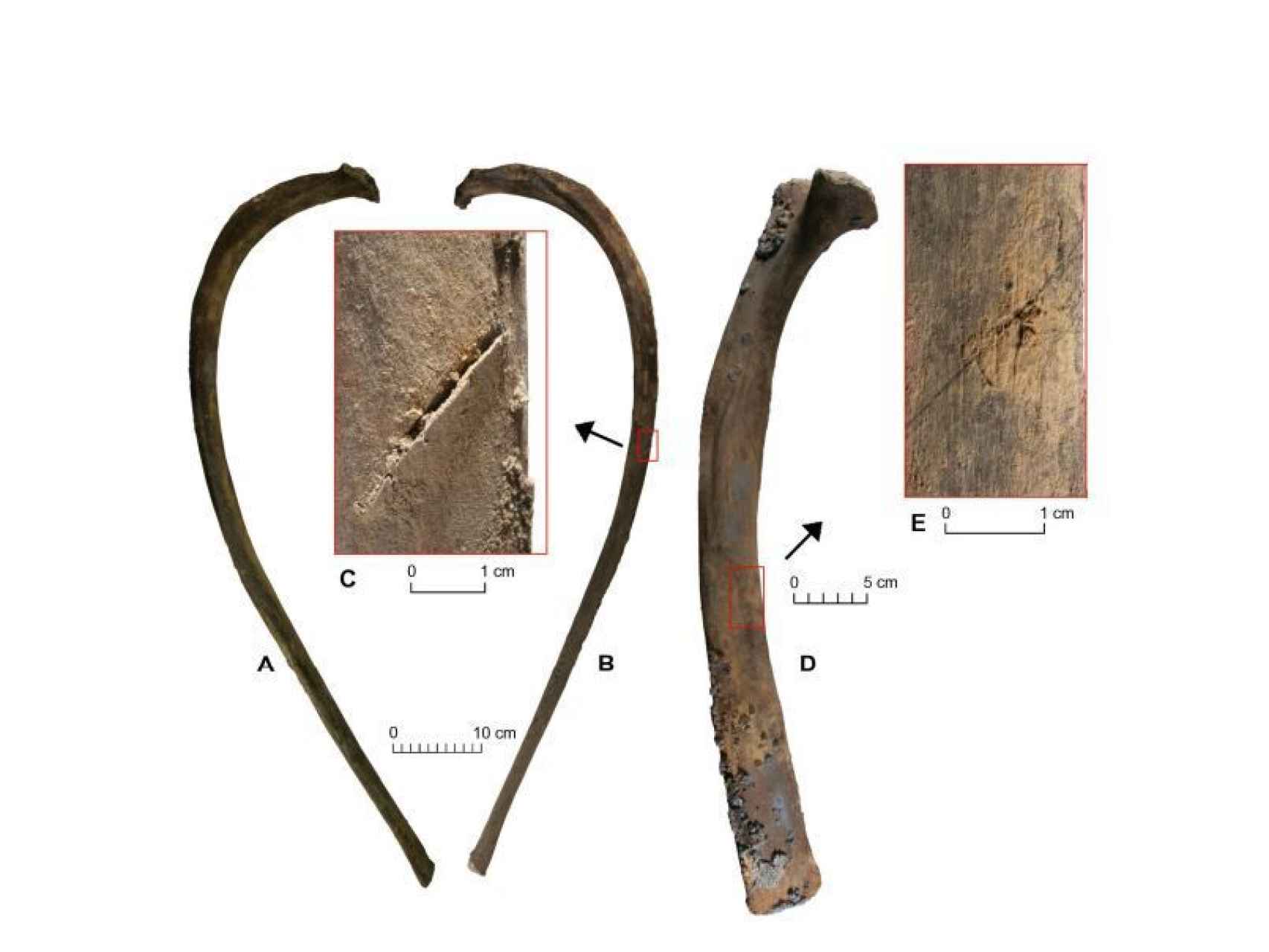 Detalle de los restos del mamut.