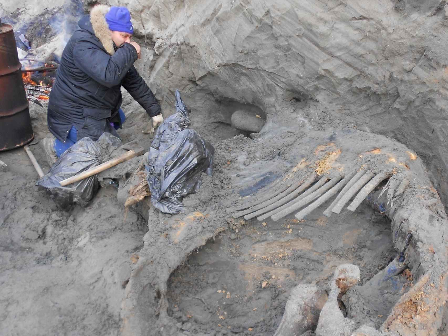 El paleontólogo Sergey Borgunov excava el cadáver del mamut.