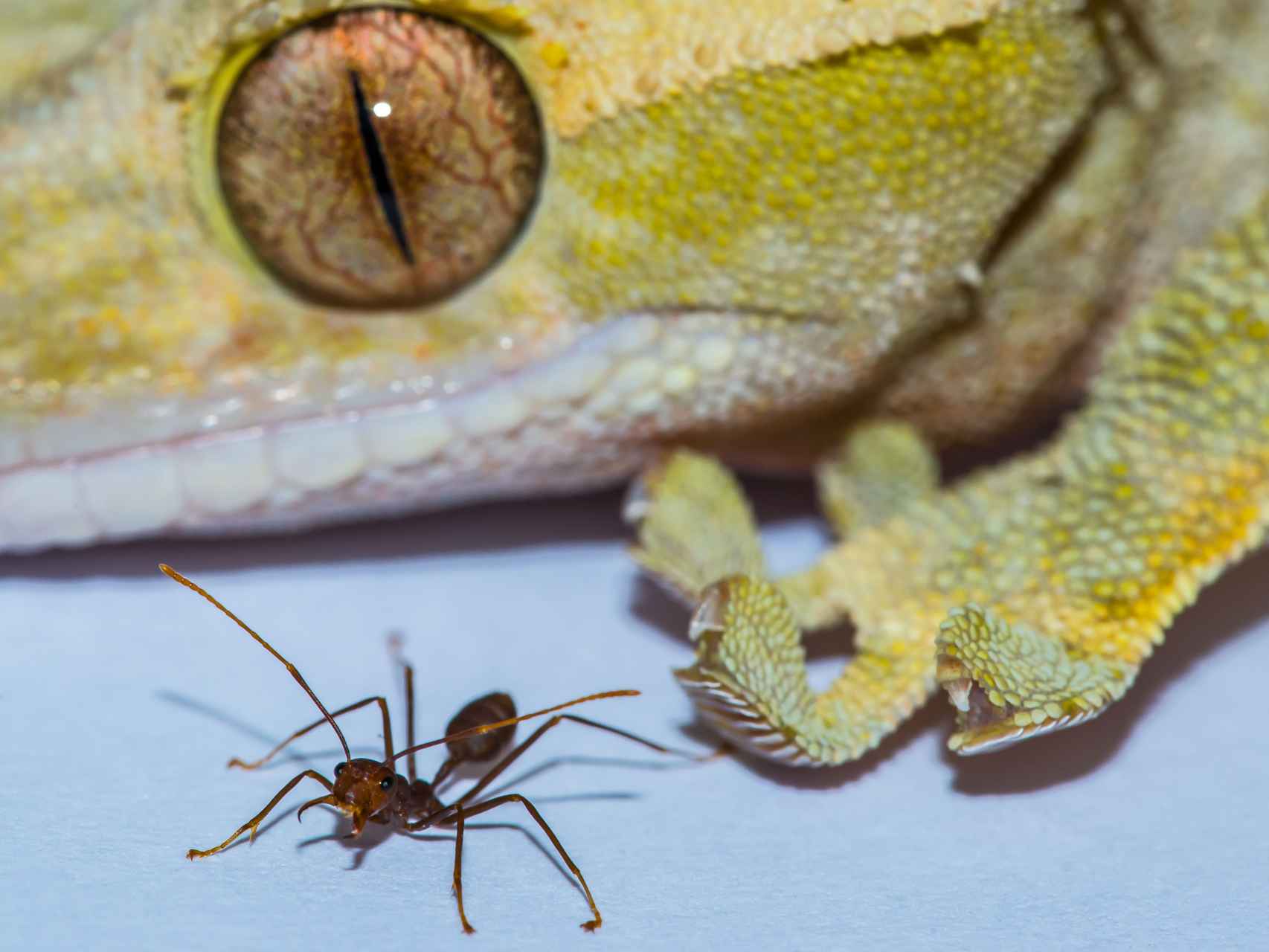 Un gecko y una hormiga.