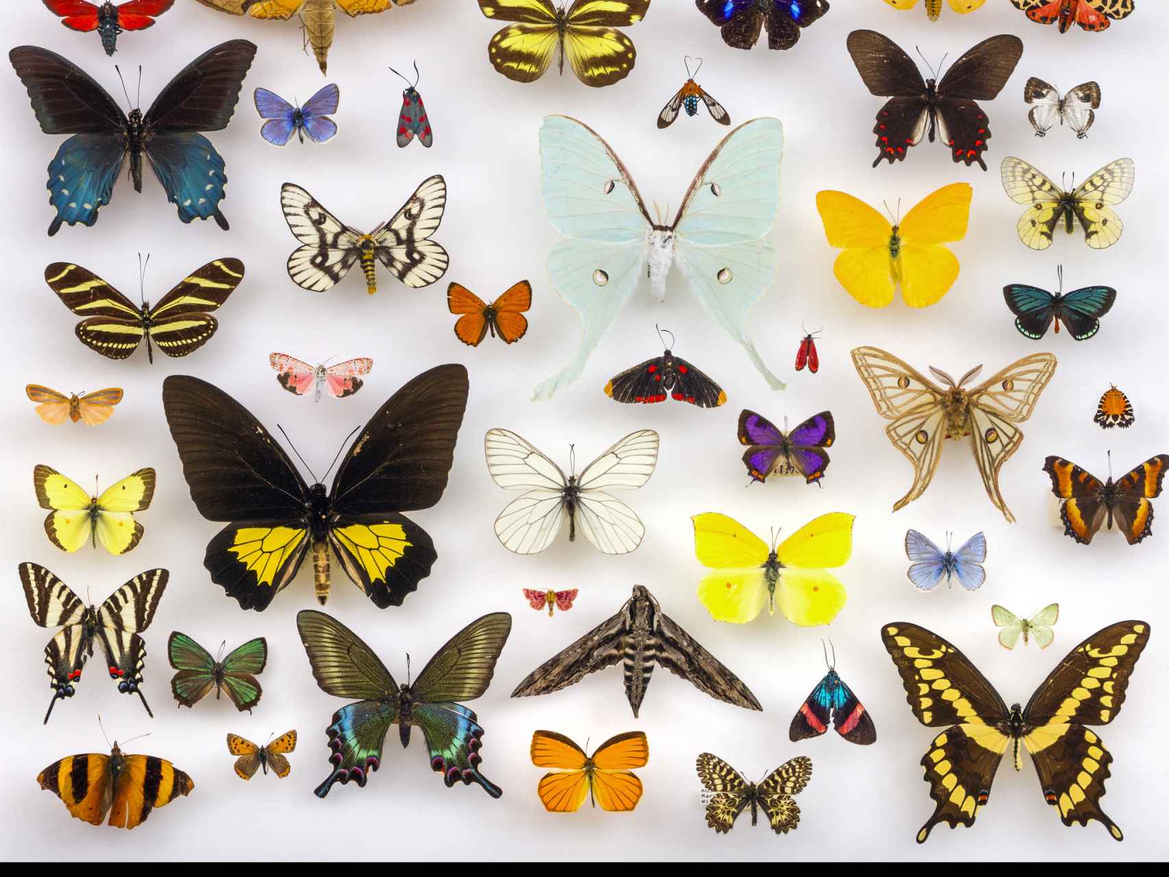 Mariposas de la colección de la Universidad de Texas.