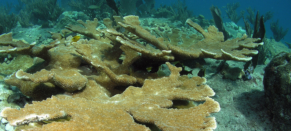 coral-cuerno-de-arce