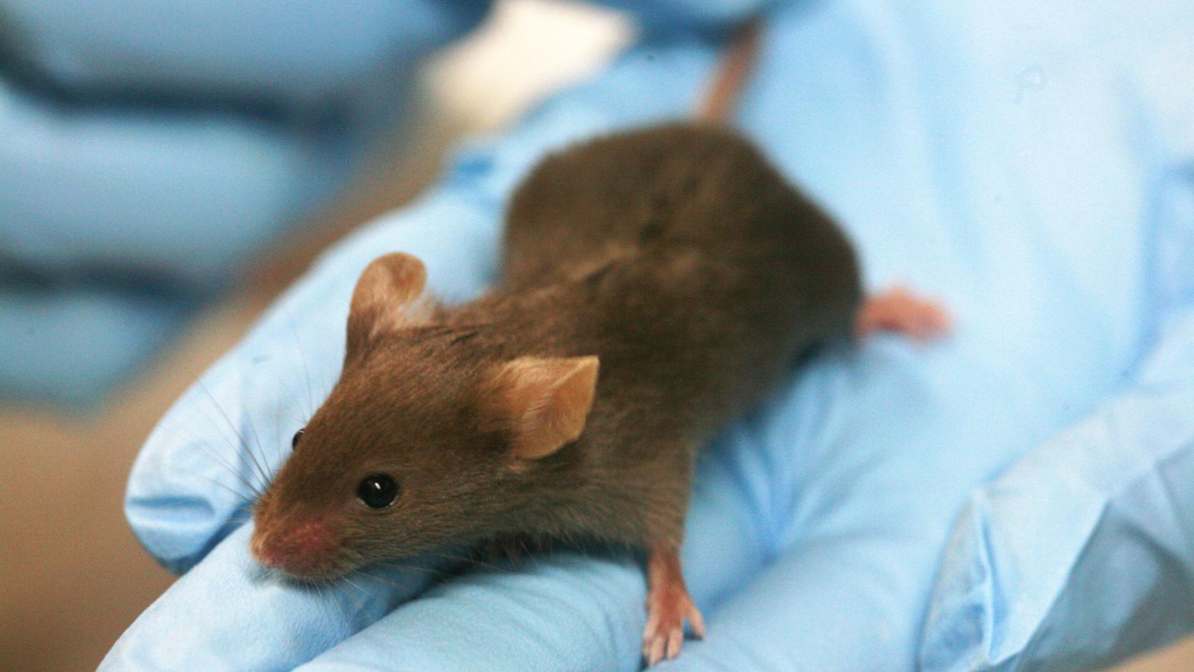 Un ratón de laboratorio.