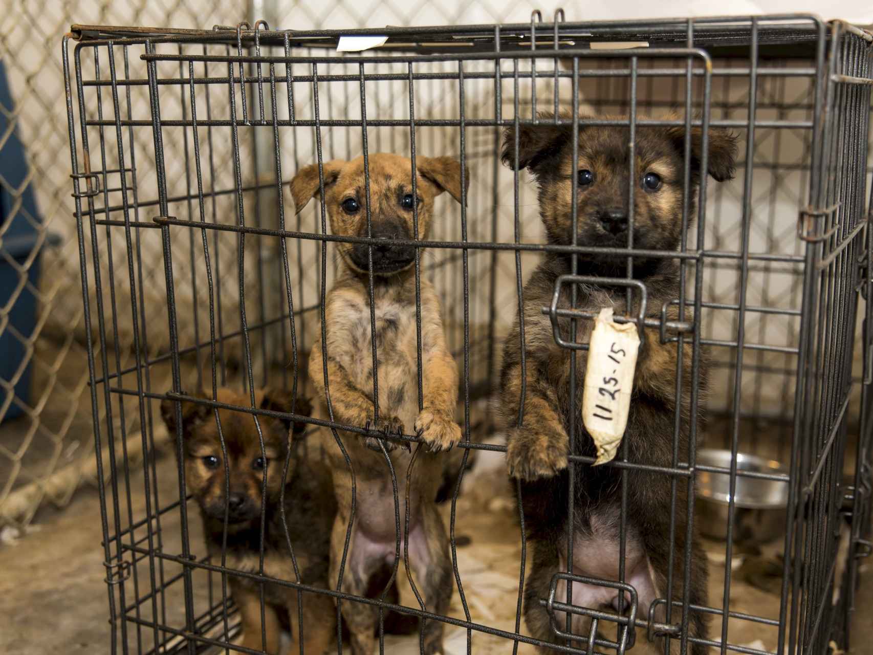 Perros entre rejas en Carolina del Norte/Reuters
