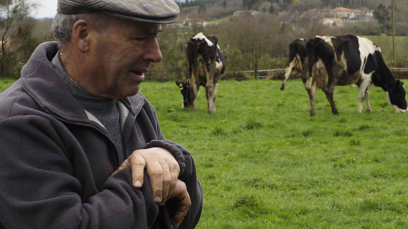 Una ganadero vigila sus vacas en Lugo.