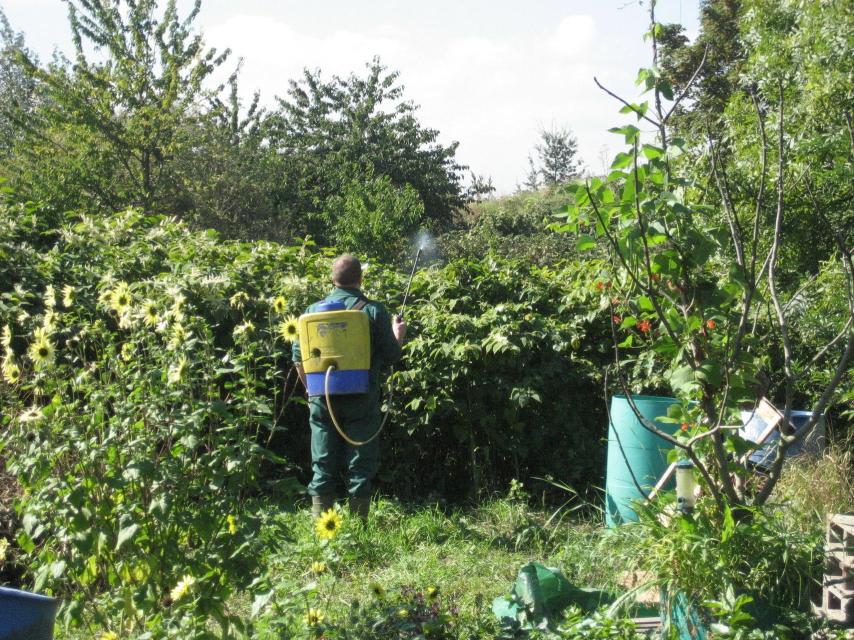 Un agricultor trata un cultivo de Fallopia japonica con glifosato.