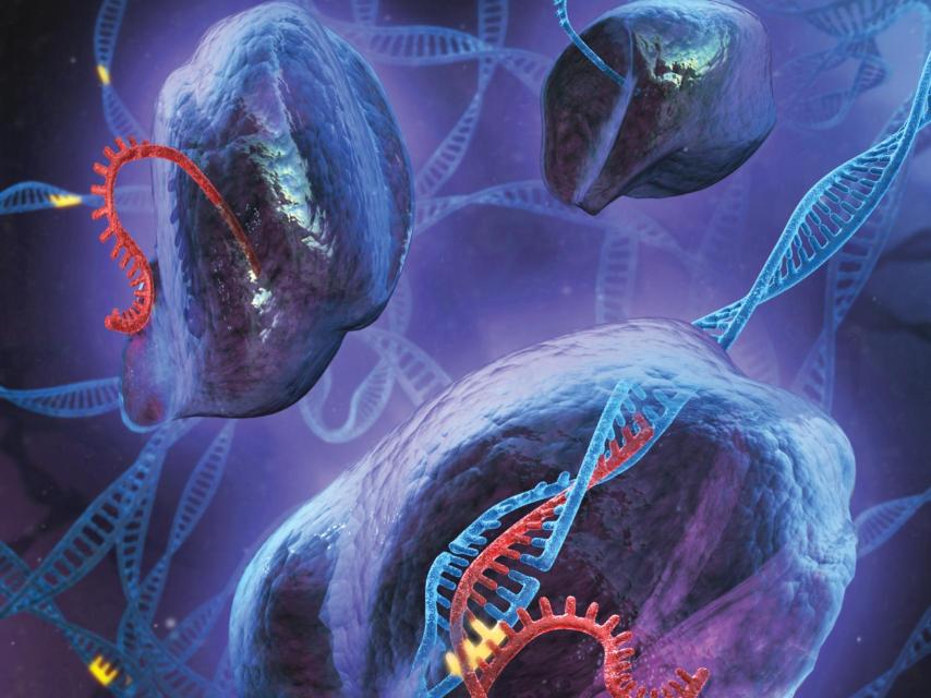 Recreacion de la técnica  CRISPR/Cas 9.