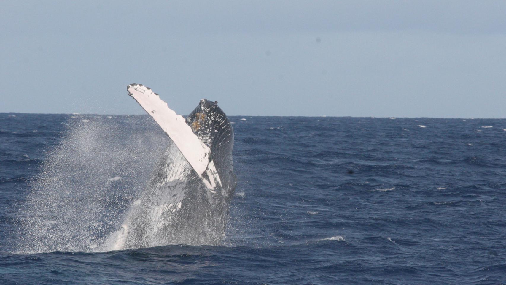 Una cola de ejemplar de ballena jorobada cerca de Dominica.