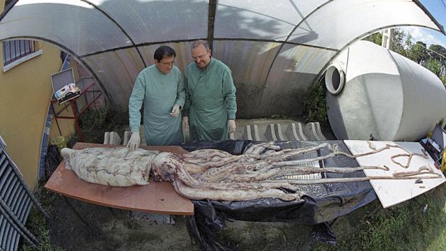 Imagen de un calamar gigante.
