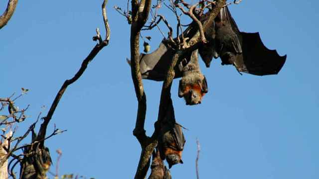 Ejemplares de murciélagos en Australia.