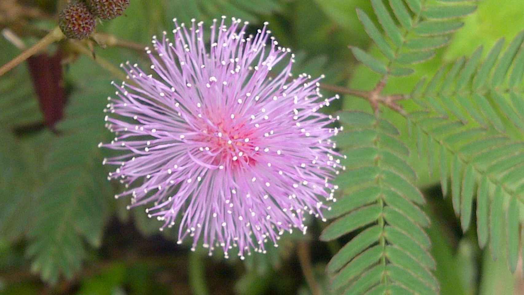 Así es una Mimosa pudica.