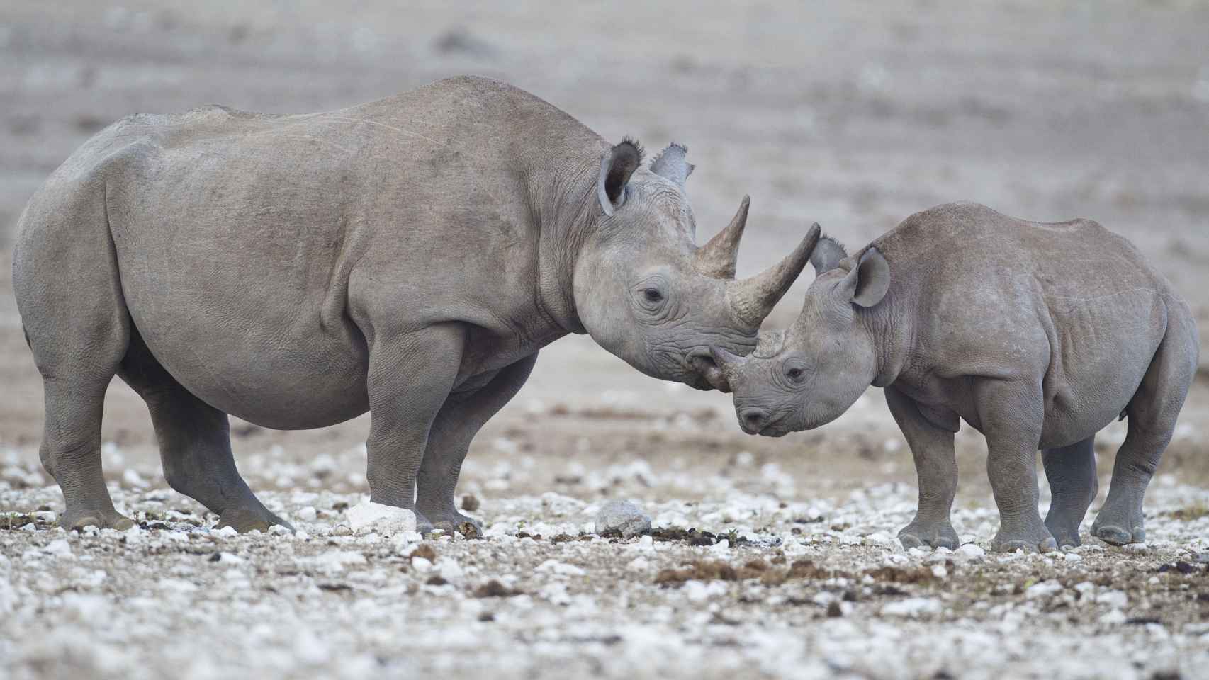 Ejemplares de rinoceronte.