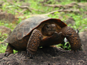 tortuga sonora