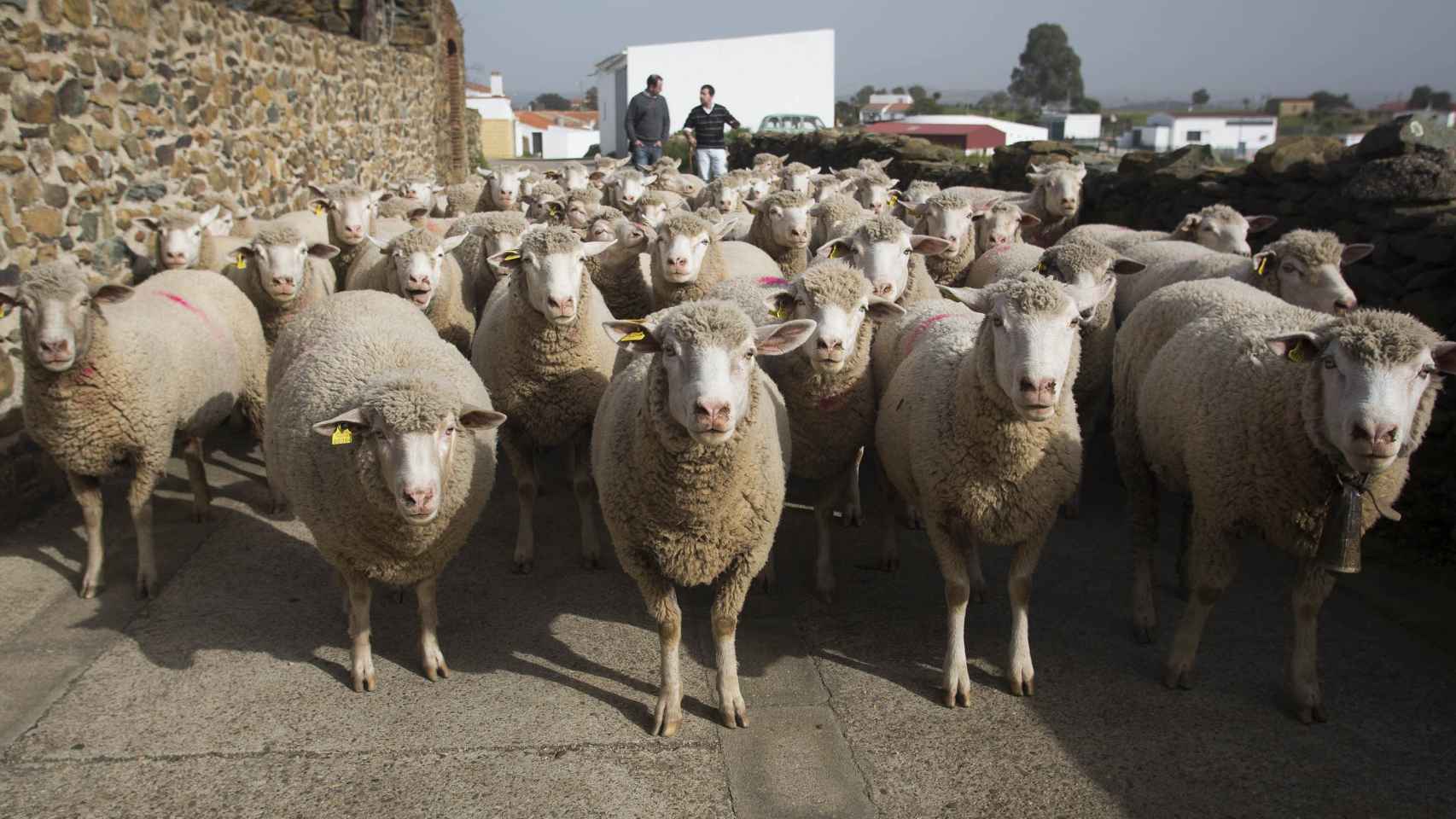 Las ovejas de El Madroño