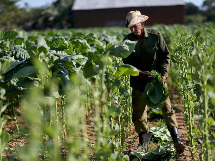 Una plantación de tabaco.