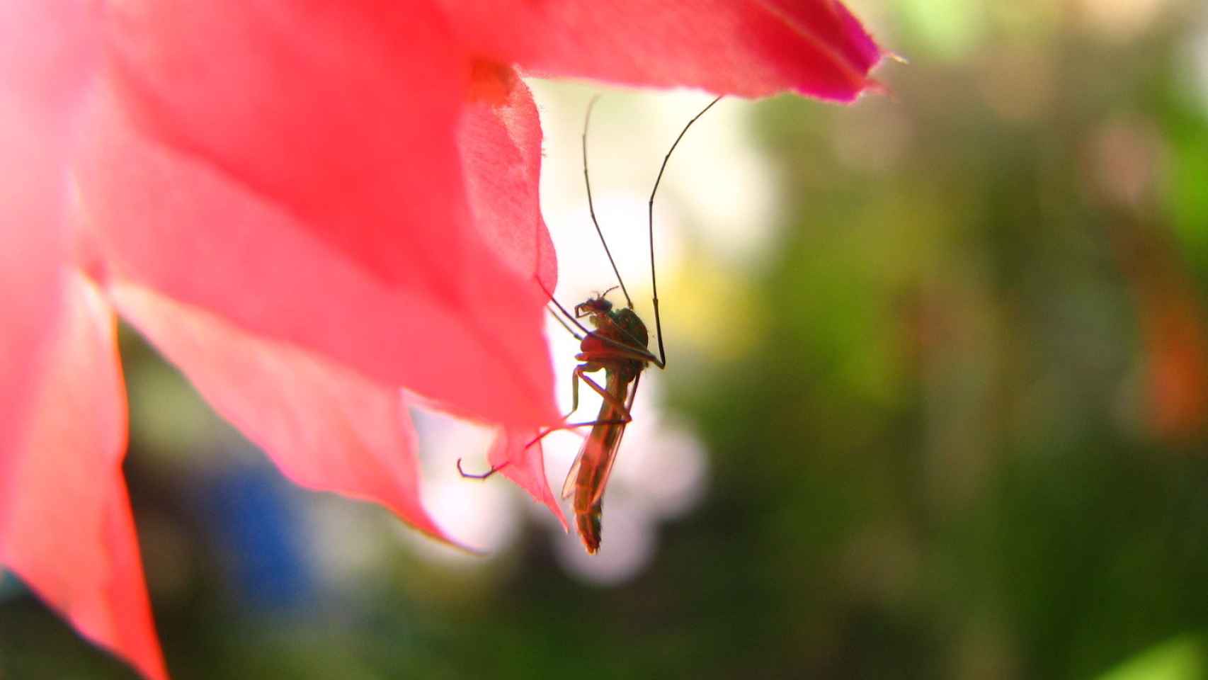Un mosquito se posa en una flor.