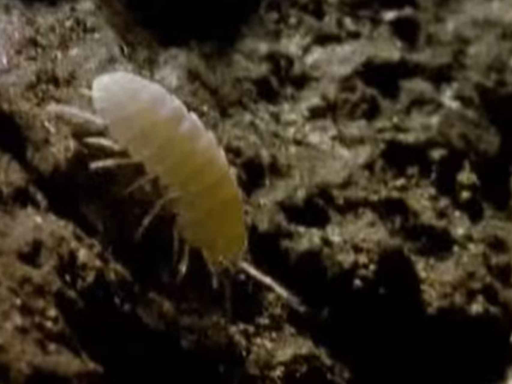 Cucaracha ciega Loboptera subterranea .