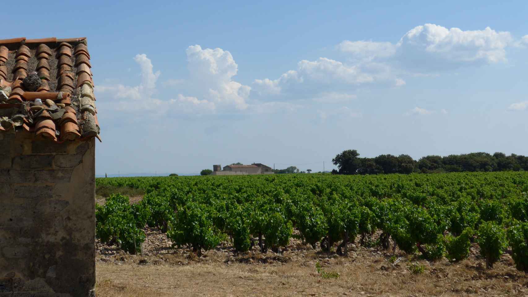 Uno de los viñedos analizados, en Orange, al sur de Francia.