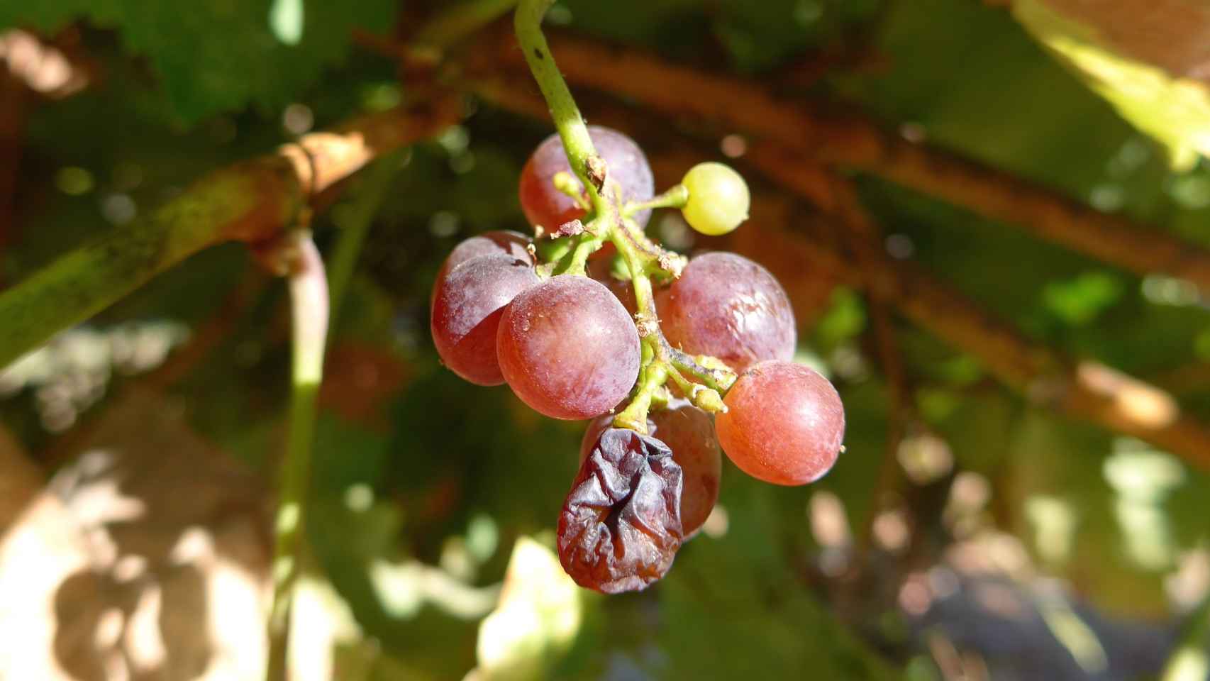 Uvas de vino justo antes de la cosecha.