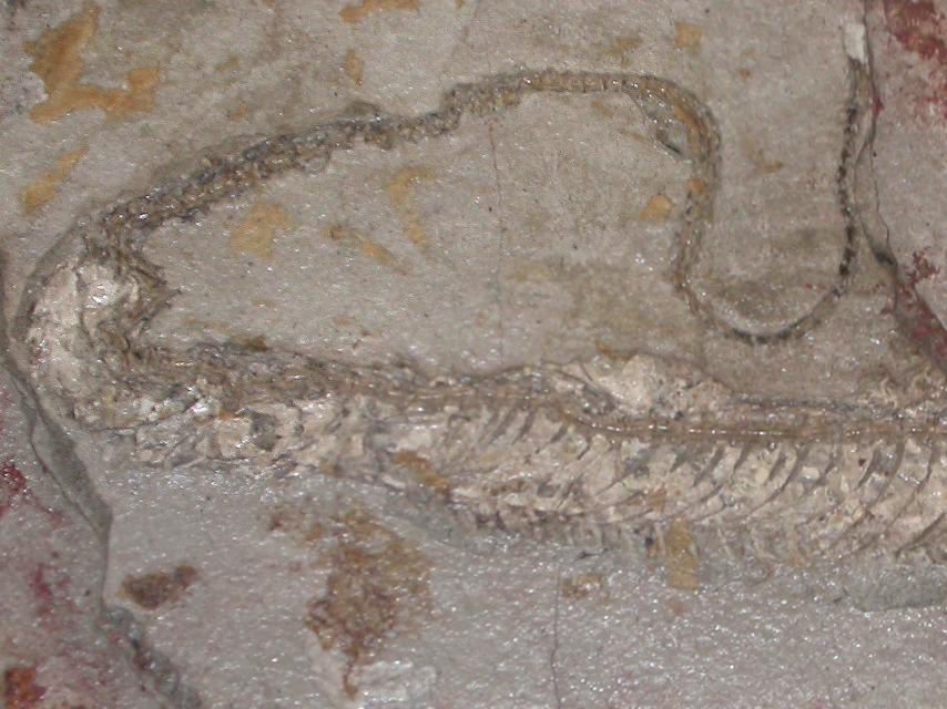Fósil de la serpiente española con su piel fosilizada.