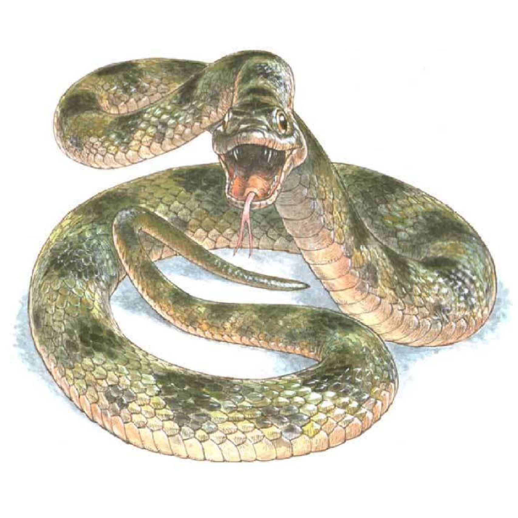 La representación de la serpiente con sus colores reales.