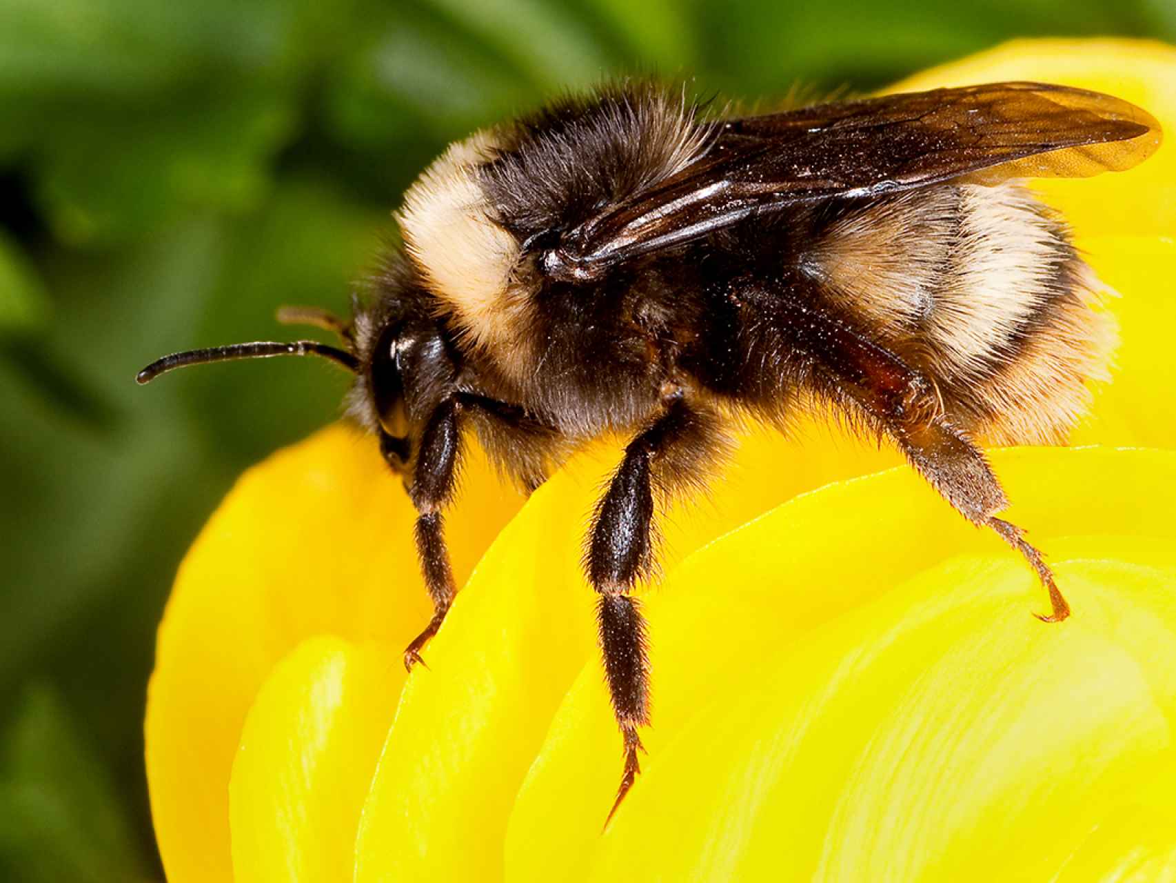 Las poblaciones de abejorros están descendiendo de forma seria.