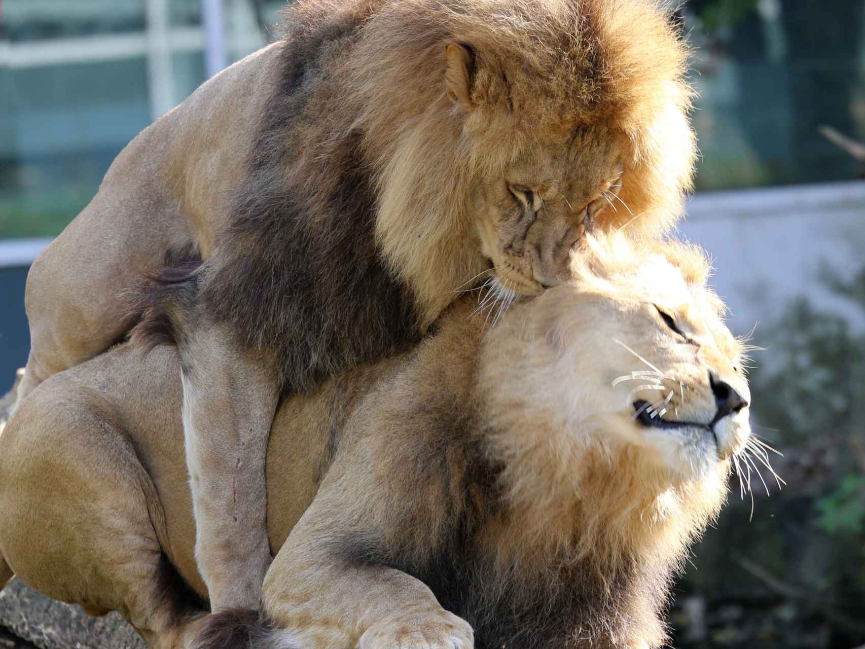 Dos leones macho en el zoo Hellabrunn, en Múnich.
