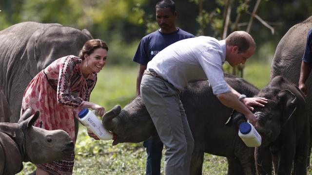 Kate middleton y Guillermo de Inglaterra en el Centro de rehabilitación de animales