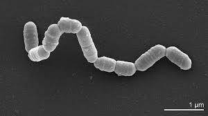 actinobacterias