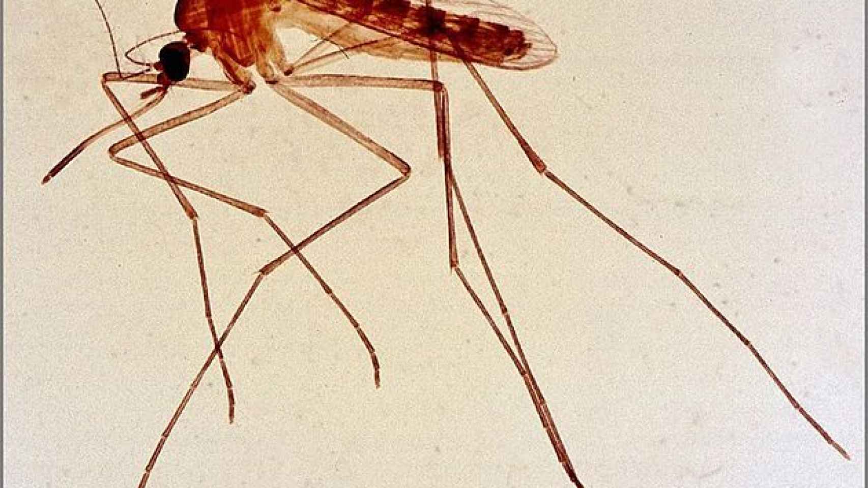 630px-Culex-mosquito-female-2jpg