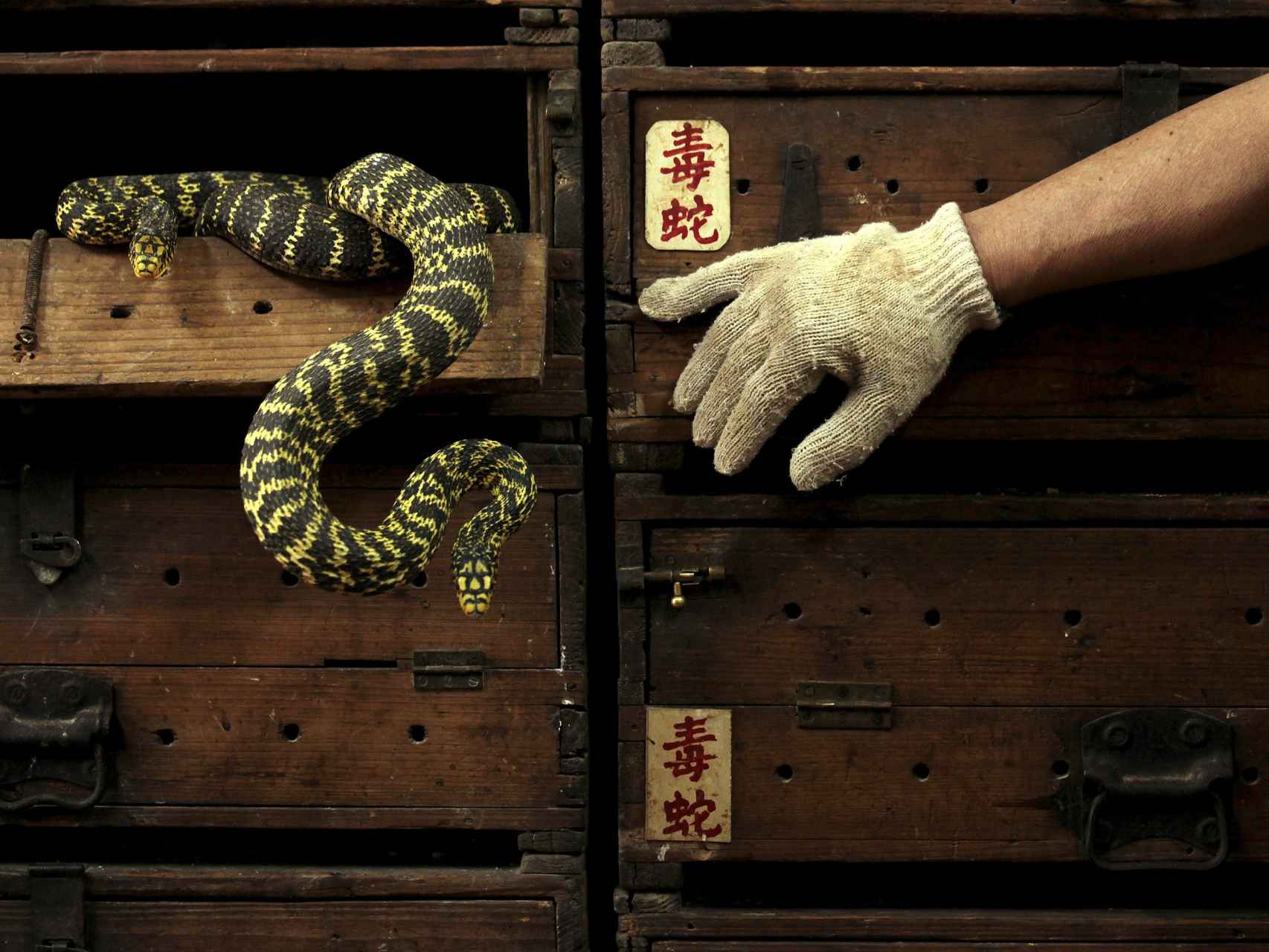 Serpientes venenosas en una tienda de Hong Kong.