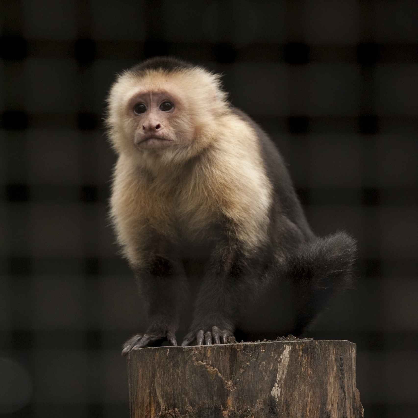 Un ejemplar de mono capuchino, pariente contemporáneo de los platirrinos.