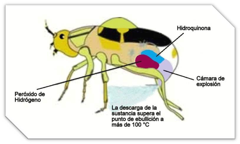 Escarabajo Bombardero