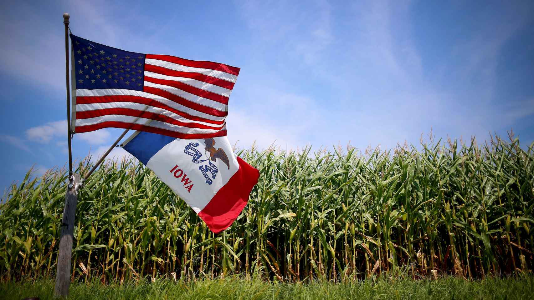 Plantación de maíz transgénico en DeWitt, Iowa, EEUU.