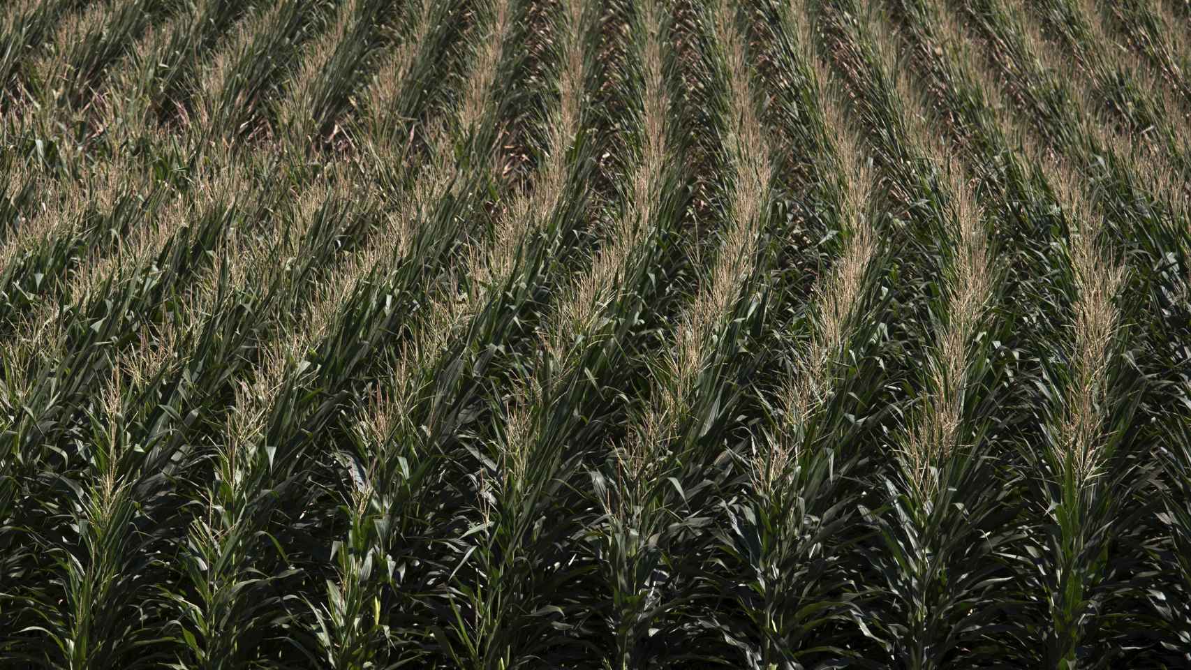 Cultivo de maíz transgénico en Iowa, EEUU.