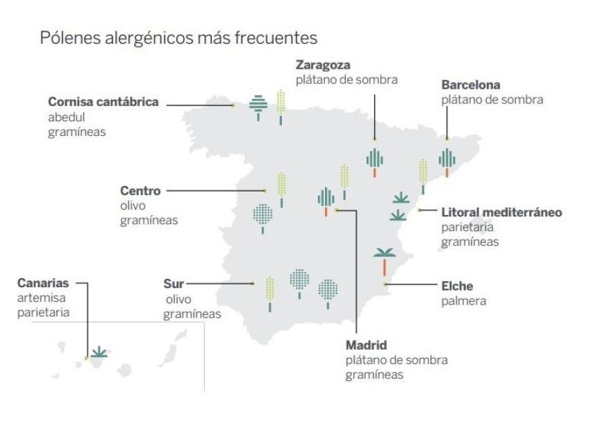 Pólenes alergénicos más frecuentes