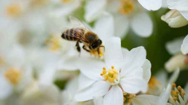 Una abeja recoge el polen de una flor.