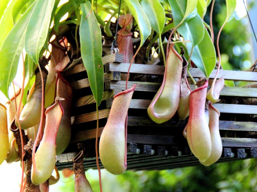 Nepentes en el Jardín Botánico de Madrid.