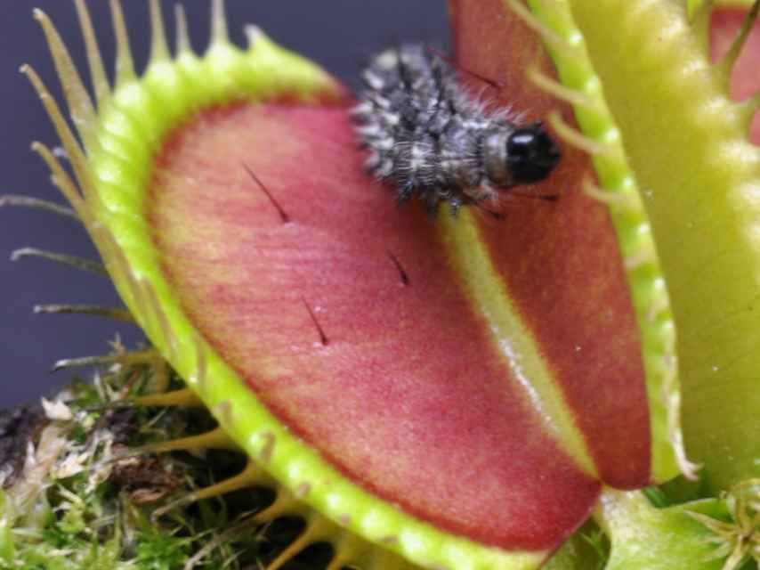 Una Venus atrapamoscas saboreando su almuerzo.