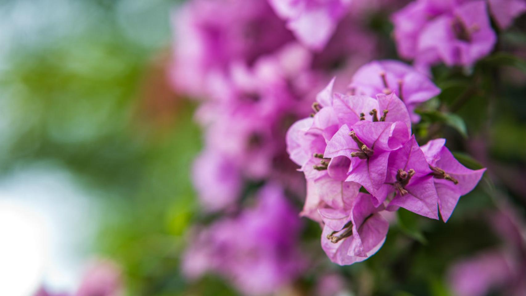 Bougainvillea Glabra. /