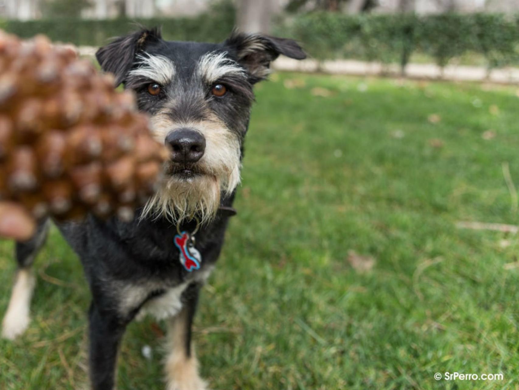 Chuches, bombones o sexo: el refuerzo positivo en perros y en humanos