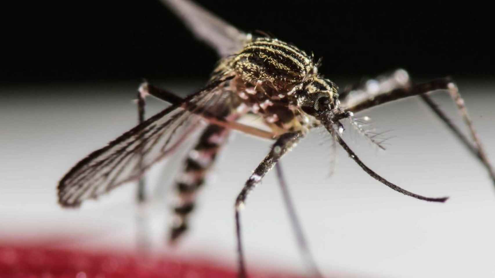 Detectado en Cataluña el primer feto con microcefalia por el virus Zika en España