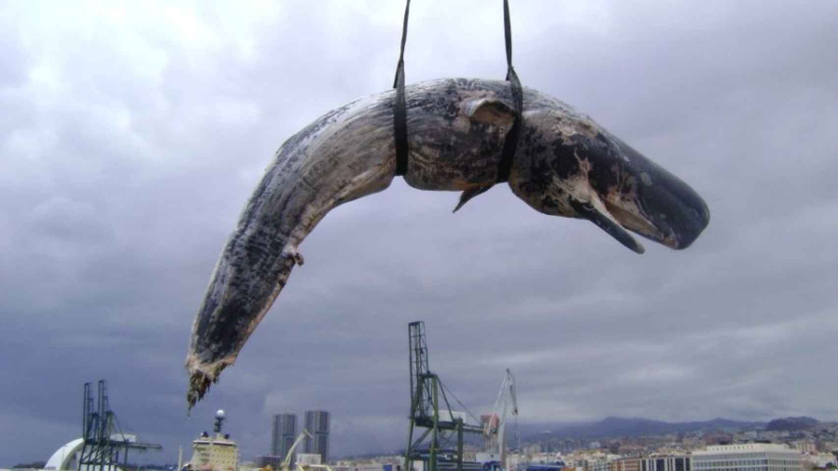 Una grúa retira un cachalote varado en las costas de Tenerife en 2011.